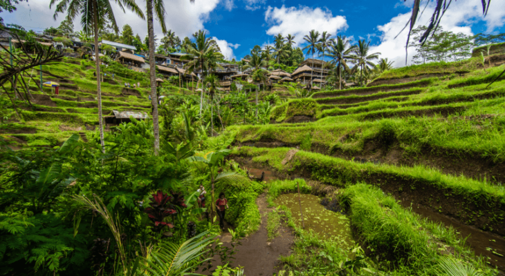 Free Photo | Near the cultural village of Ubud is an area known as Tegallalang that boasts the most dramatic terraced rice fields in all of Bali.