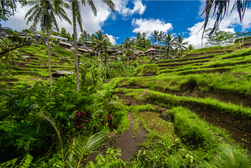 Free Photo | Near the cultural village of Ubud is an area known as Tegallalang that boasts the most dramatic terraced rice fields in all of Bali.